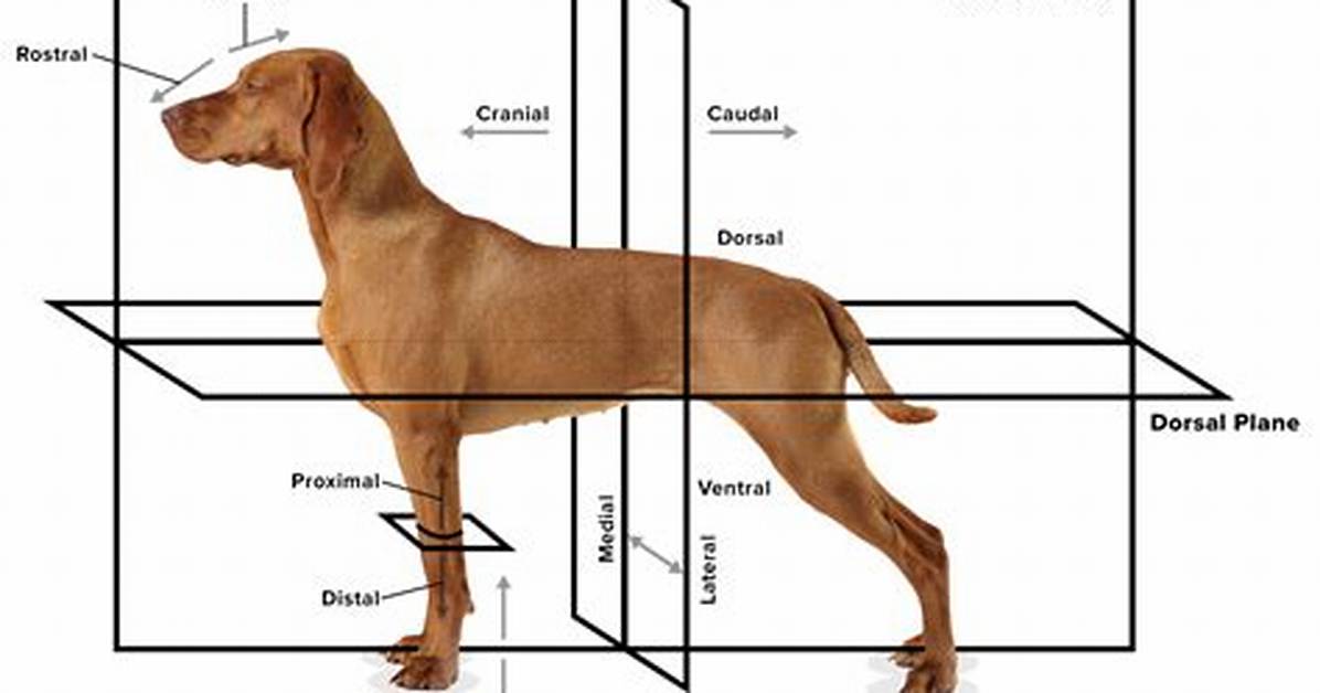 What Does Caudal Mean in Anatomy?