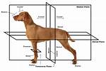 What Does Caudal Mean in Anatomy?
