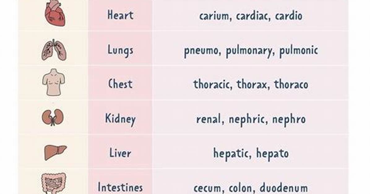 What Does Chondrology Mean in Medical Terms?