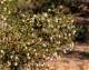 What Does Creosote Smell Like?