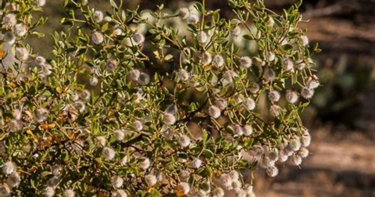 What Does Creosote Smell