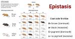 What Does Epistasis Mean?
