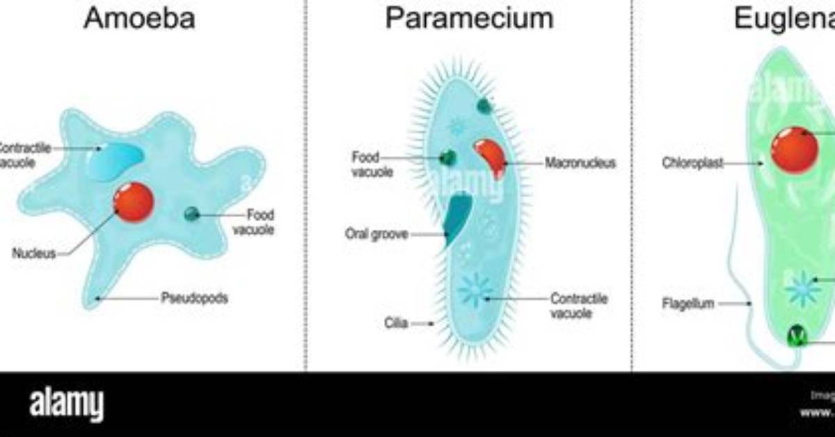 What Does Euglena and Paramecium Have in Common