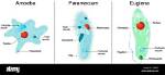 What Does Euglena and Paramecium Have in Common