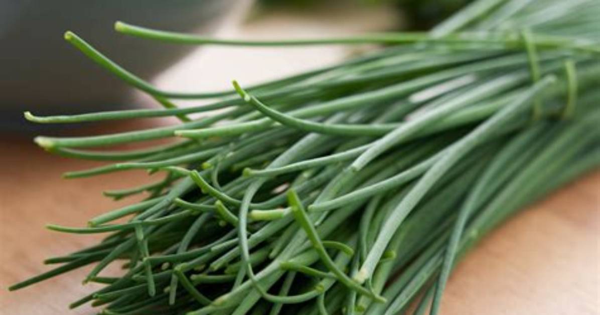 What Does Fresh Chives Look Like?
