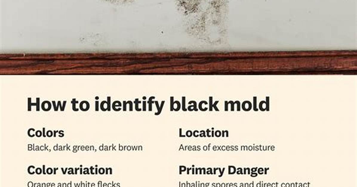 What Does Harmless Black Mold Look Like?