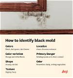 What Does Harmless Black Mold Look Like?