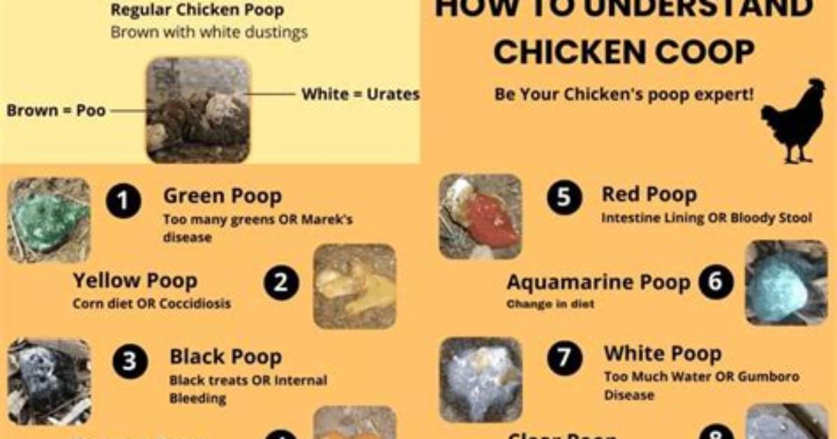 What Does Healthy Chicken Poop Look Like?