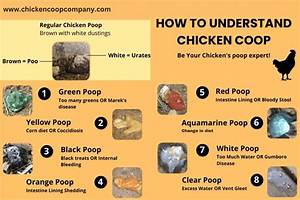 What Does Healthy Chicken Poop Look Like?
