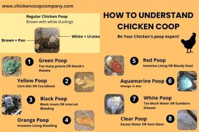 What Does Healthy Chicken Poop Look Like?