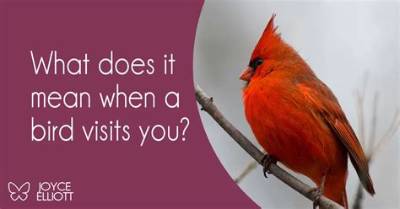 What Does It Mean When a Bird Keeps Its Beak Open?