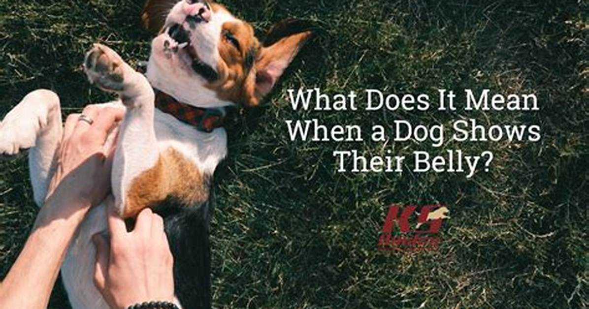What Does It Mean When a Dog Sleeps Between Your Legs?