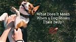 What Does It Mean When a Dog Herds You?