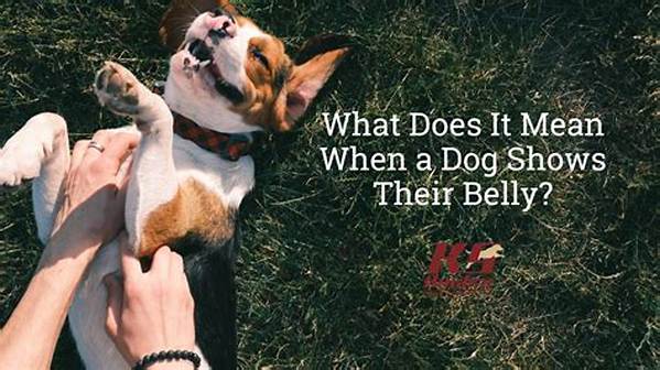 What Does It Mean When a Dog Gives You Their Belly?