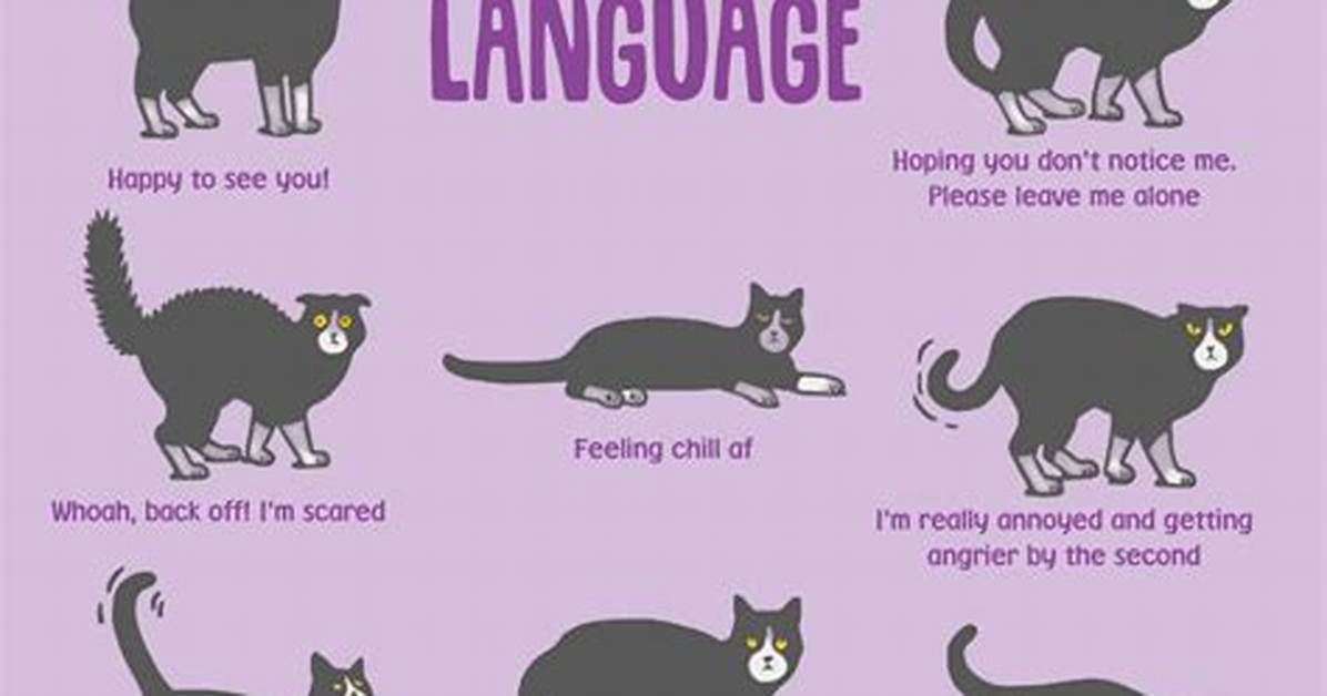 What Does It Mean When My Cat Makes a Huffing Noise?