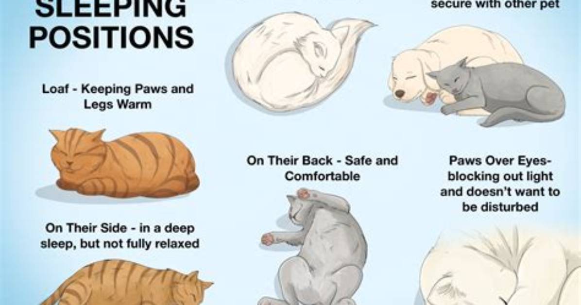 What Does It Mean When Your Cat Stares at You?