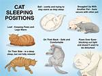 What Does It Mean When Your Cat Stares at You?