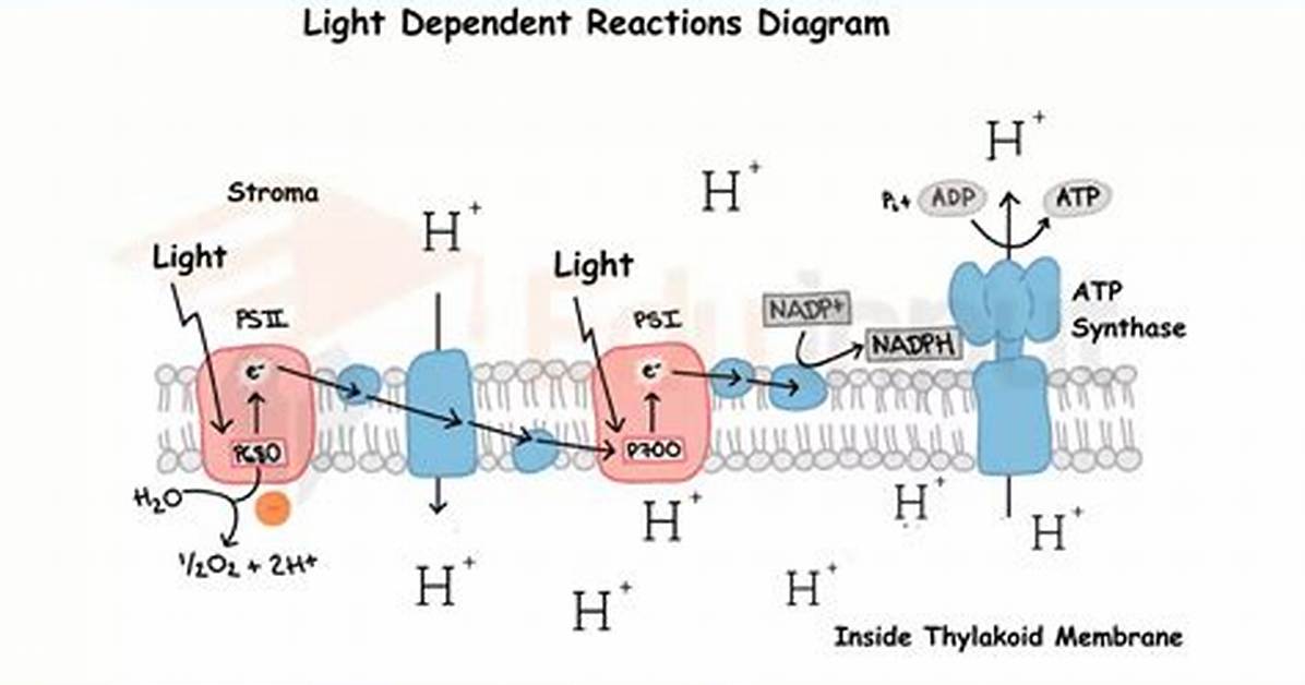 What Does Light Dependent Mean