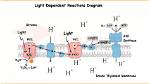 What Does Light Dependent Mean