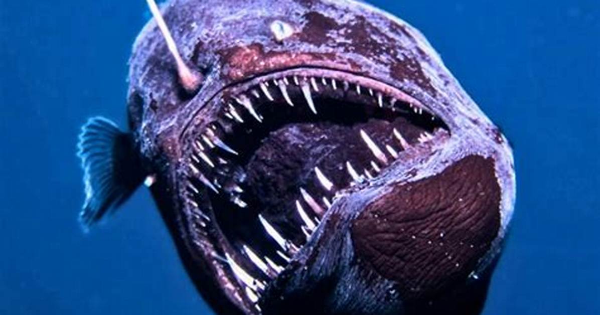 What Does the Devil Fish Look Like?