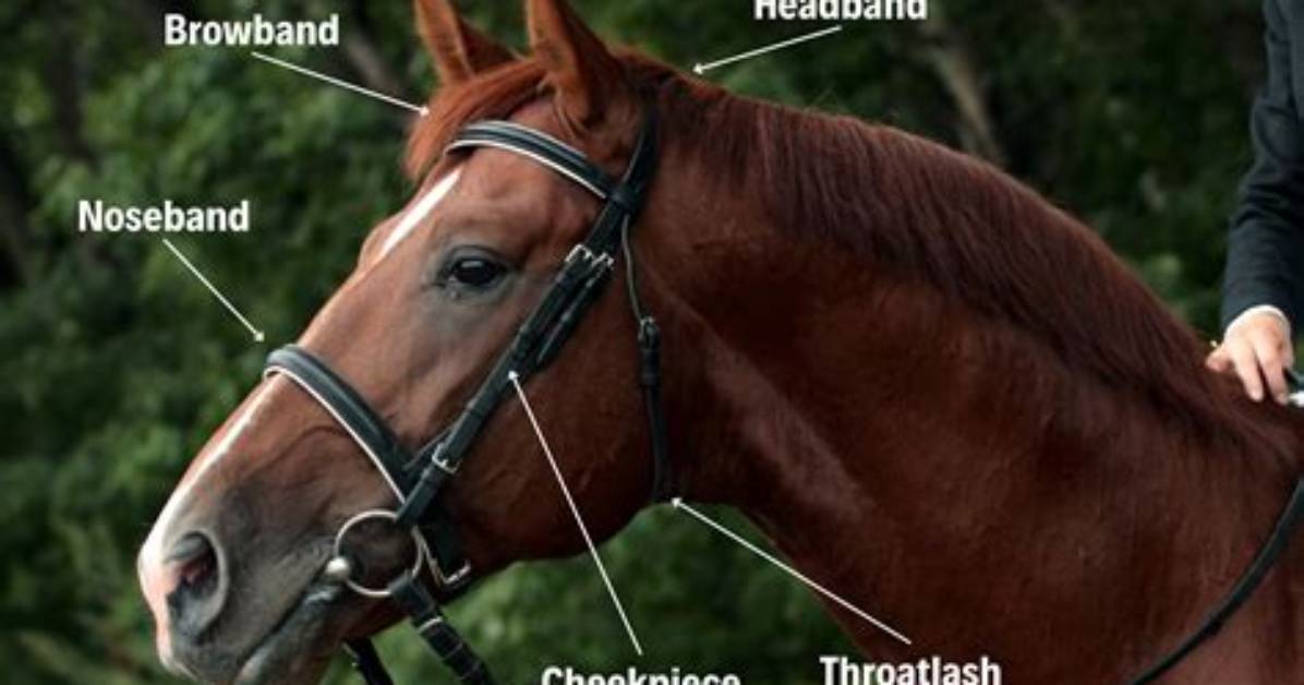What Does the Royal Bridle Do?