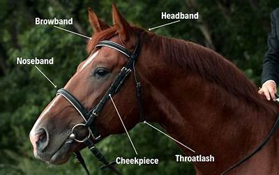 What Does the Royal Bridle Do?