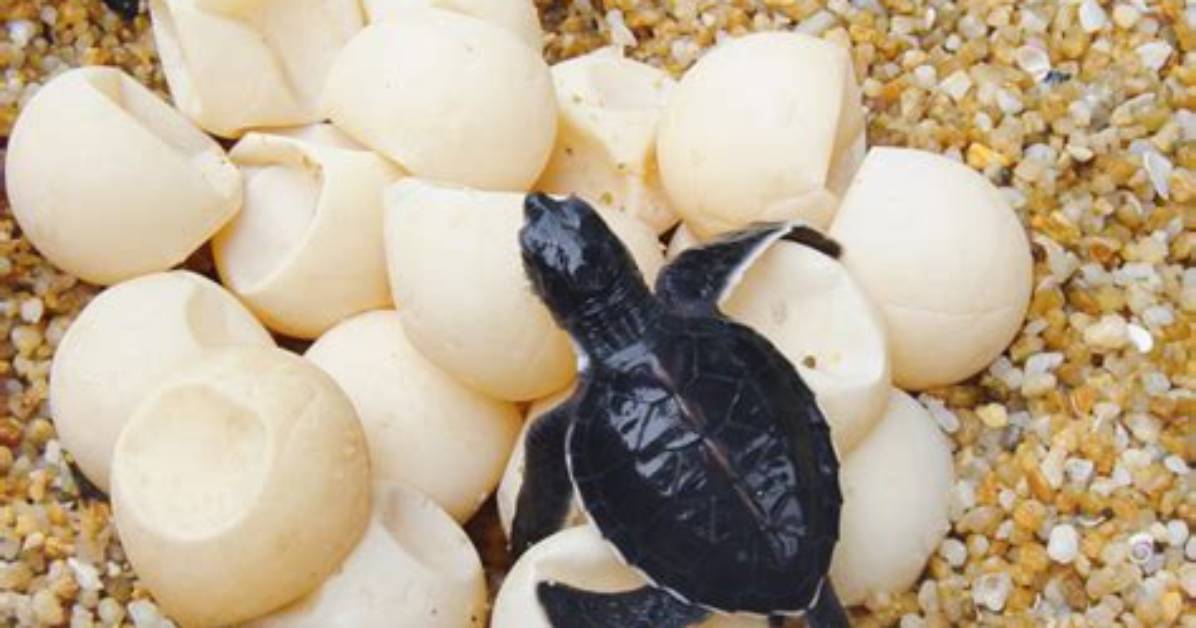 What Does Turtle Eggs Look Like