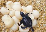 What Does Turtle Eggs Look Like