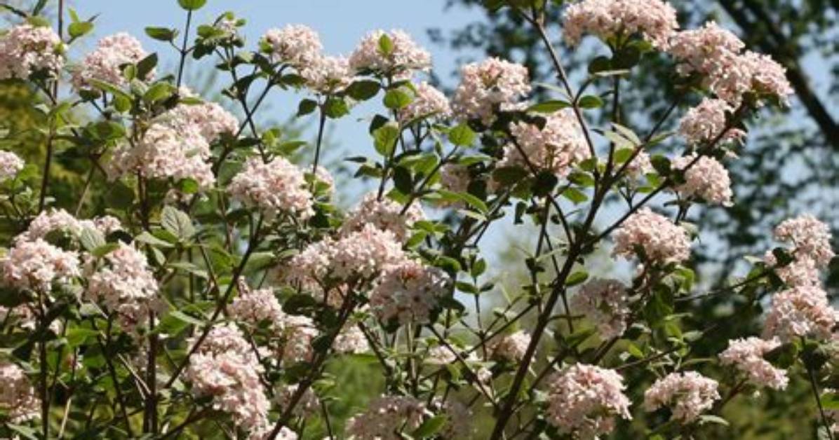 What Does Viburnum Smell Like?