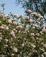 What Does Viburnum Smell Like?