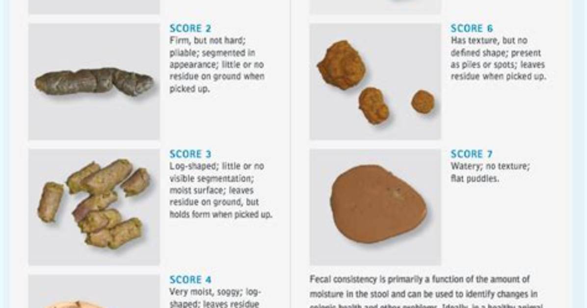 What Does Wild Cat Poop Look Like?