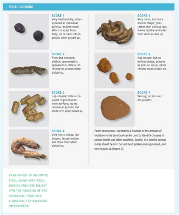 What Does Wild Cat Poop Look Like?