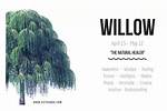 What Does Willow Mean?