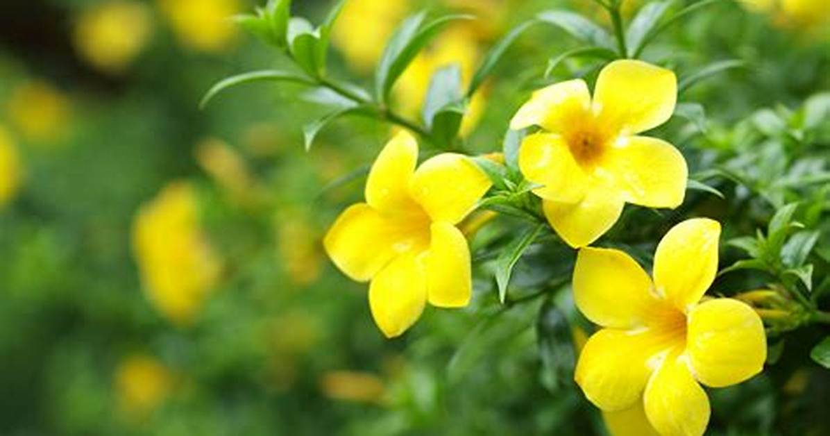 What Does Yellow Jessamine Look Like?
