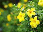 What Does Yellow Jessamine Look Like?