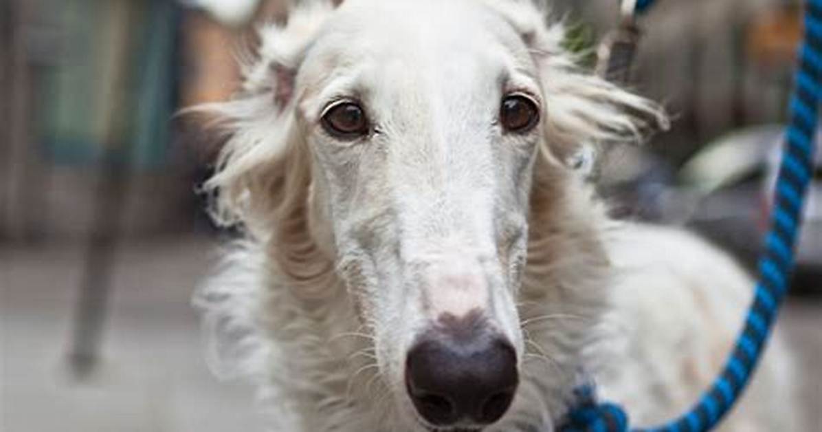 What Dog Has the Best Nose?