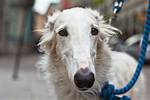 What Dog Has the Best Nose?