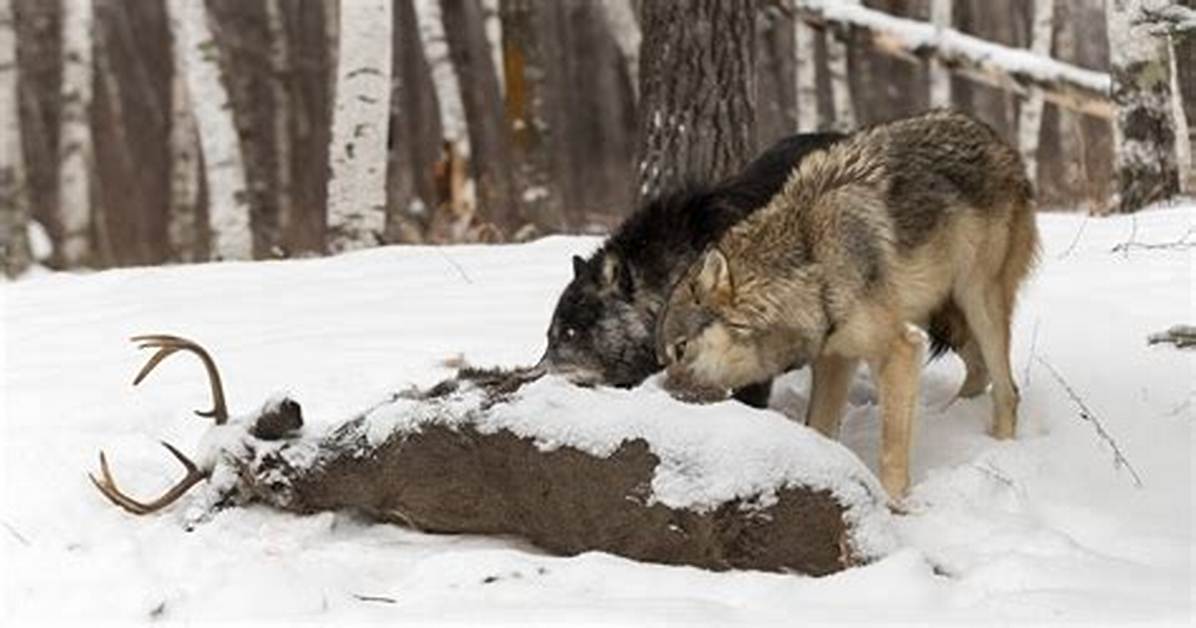 What Eats a Deer?