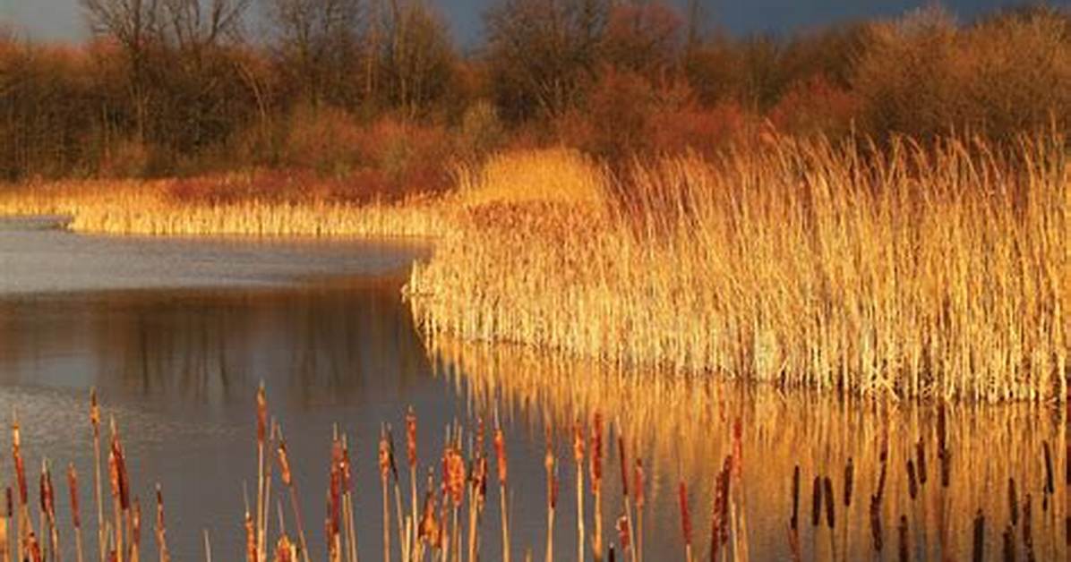 What Eats Cattails in Wetlands