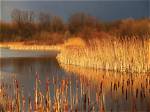 What Eats Cattails in Wetlands