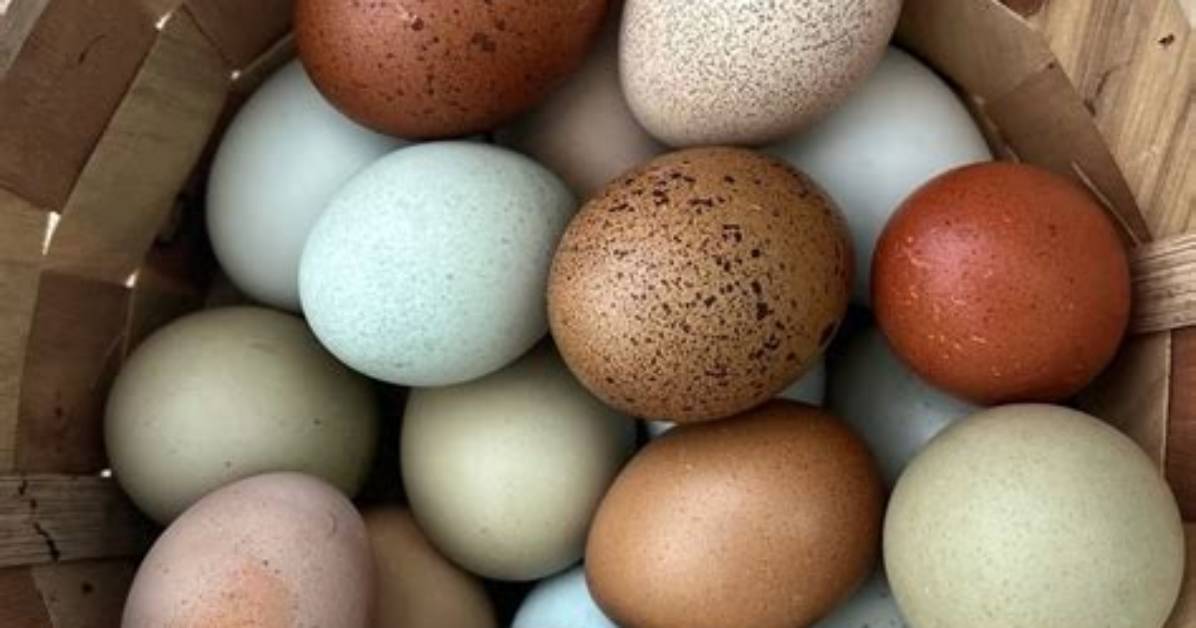 What Eggs Do to Senior Brain?