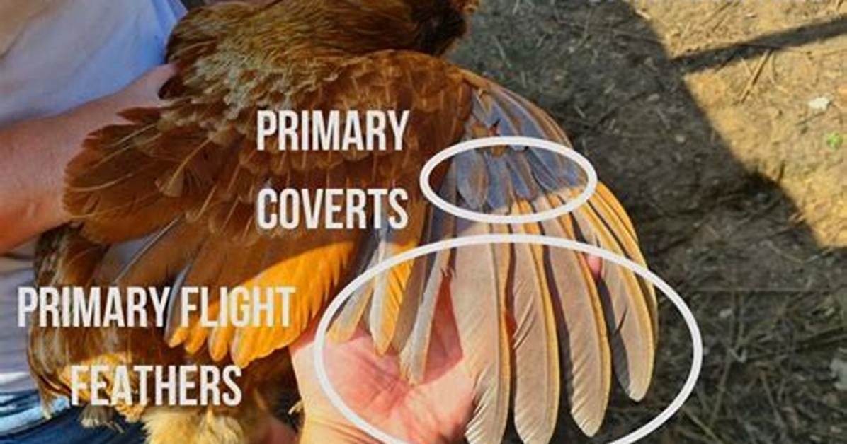 What Feathers to Clip on a Chicken?