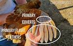 What Feathers to Clip on a Chicken?