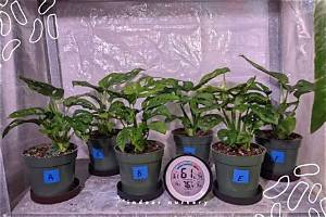 What Fertilizer Makes Leaves Bigger?