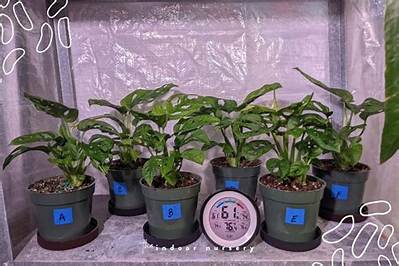 What Fertilizer Makes Leaves Bigger?