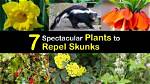 What Flowers Do Skunks Hate?
