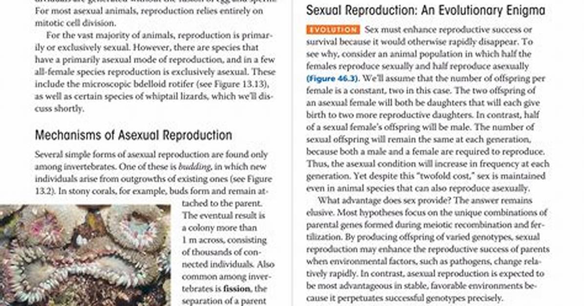 What Forms of Reproduction Does the Sea Anemone Use