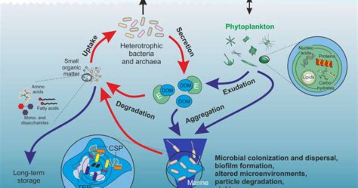 What Fraction of Microbes in Nature Has Been Successfully Grown in a Lab?