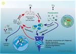What Fraction of Microbes in Nature Has Been Successfully Grown in a Lab?
