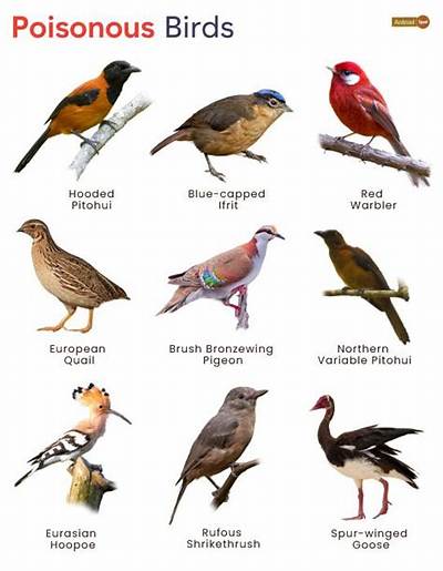 What Fruit Is Poisonous to Birds?